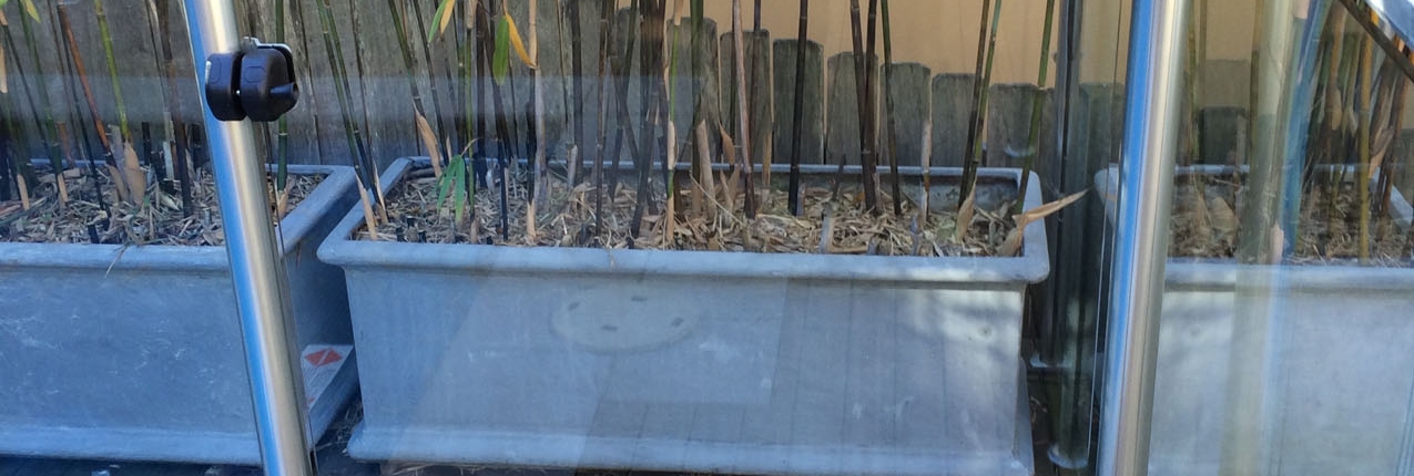 semi frameless glass gate Collaroy Plateau